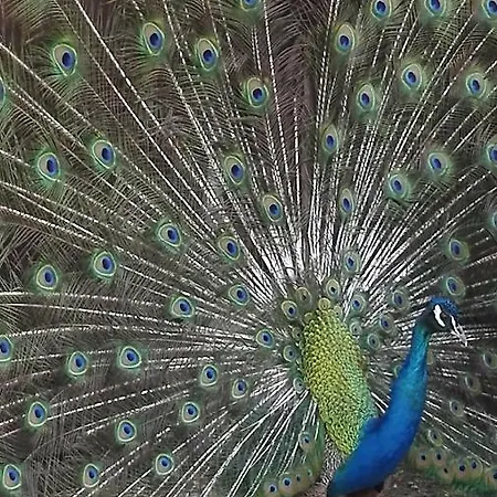 Domacija Bubec Alojamento de Turismo Rural Ilirska Bistrica