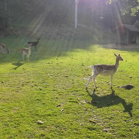 Alojamento de Turismo Rural Domacija Bubec Ilirska Bistrica