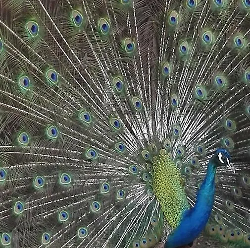 Domacija Bubec Smještaj na farmi Ilirska Bistrica