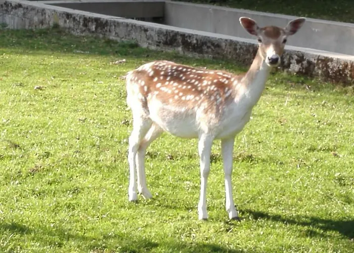 Domacija Bubec Smještaj na farmi *