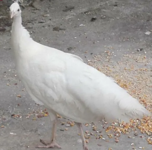 Domacija Bubec * Ilirska Bistrica